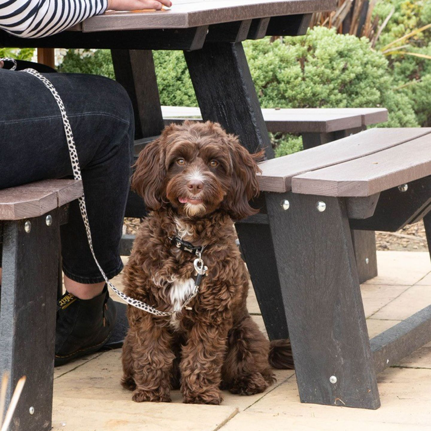 Your local dog friendly pub in Grangemoor